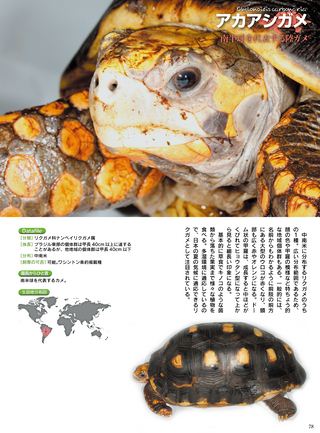 三栄ムック 爬虫類王国 ～iZOOオフィシャル完全ガイド～